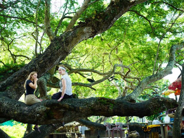 India_sitting on tree outside