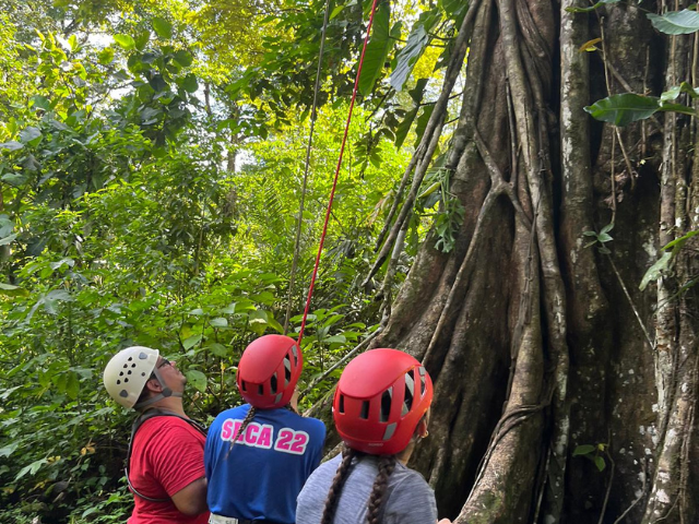climbing trees in the rainforest