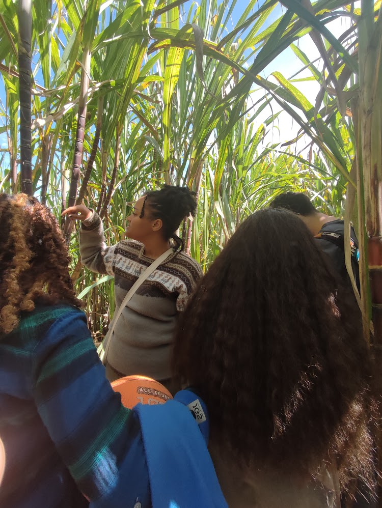 learning outside lecture trees