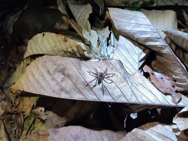 Spider in the Amazon